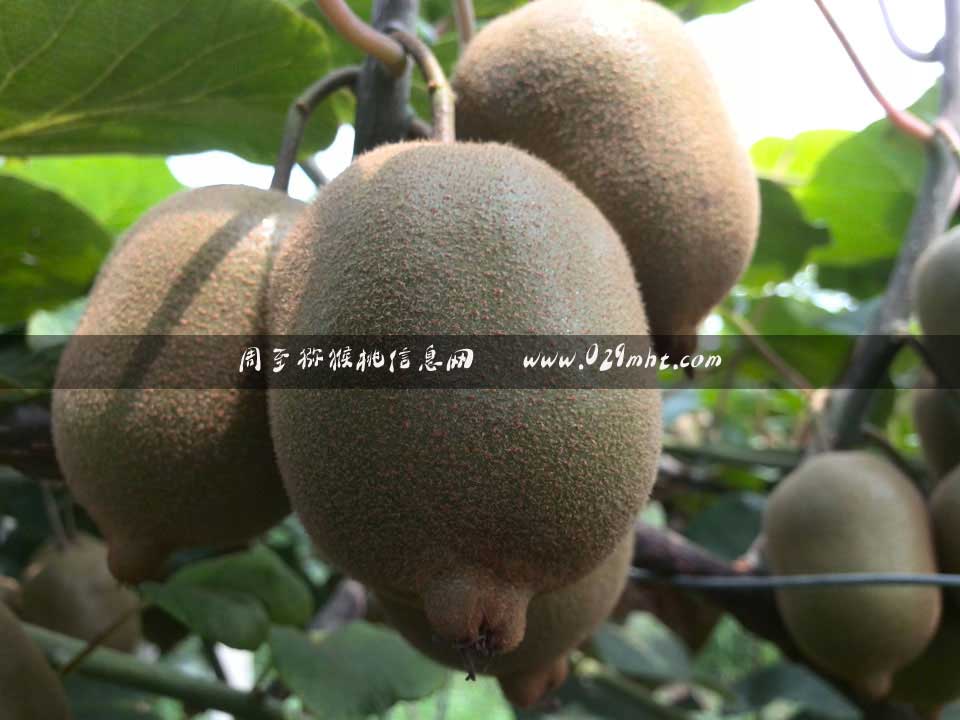 <a href=http://www.linux-china.com/zhouzhimihoutao/ target=_blank class=infotextkey />周至豪门国际猕猴桃</a>7月画报