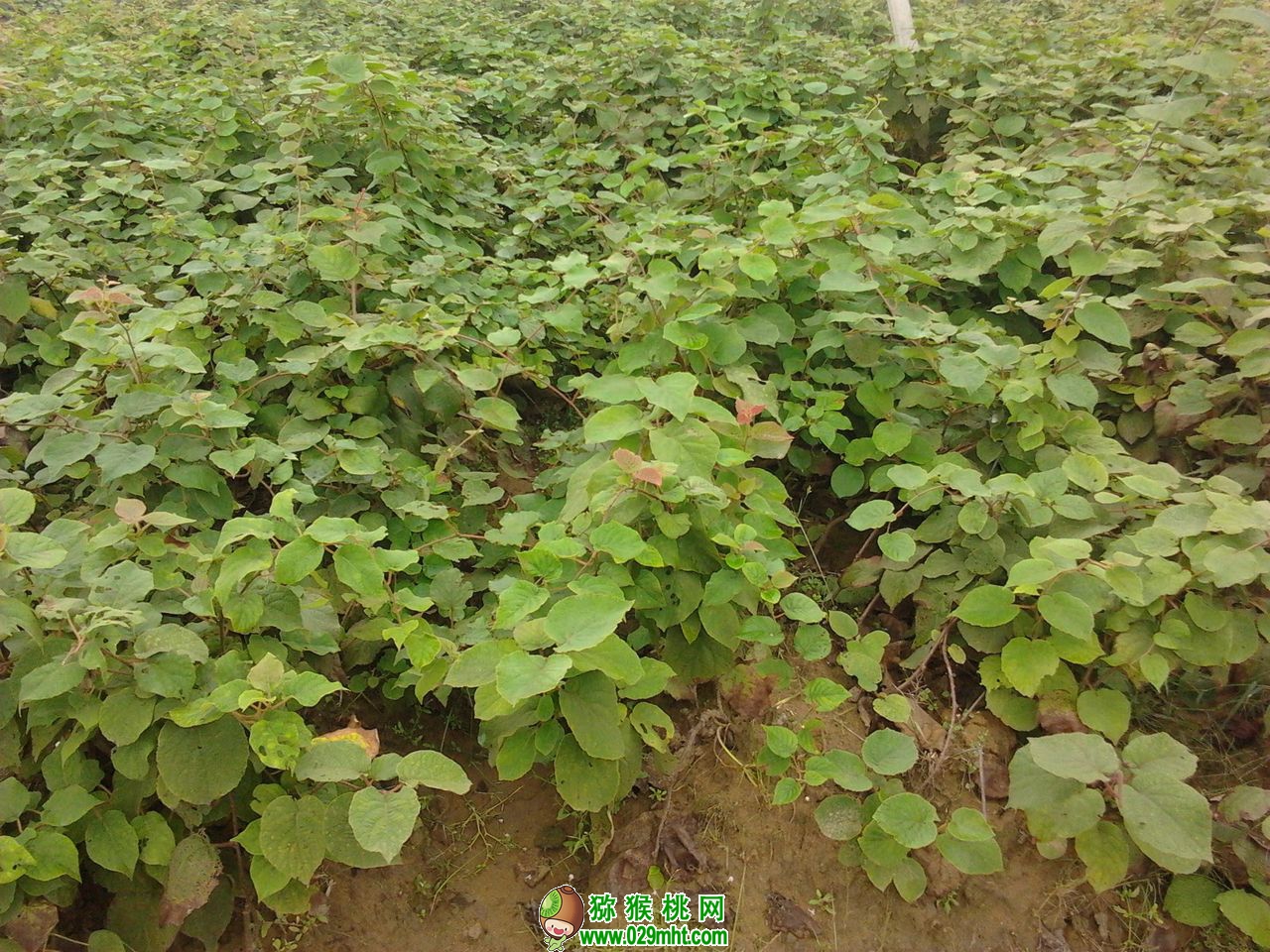 豪门国际官方网站图片