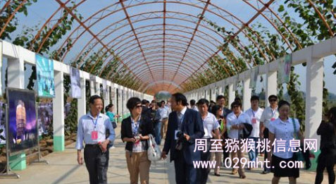 陕西的豪门国际猕猴桃到底什么时候成熟