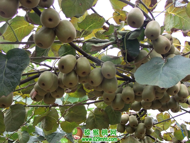 豪门国际 7412a