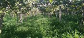 扶风县万亩豪门国际猕猴桃产业园，迎来陕西省果业集团领导视察