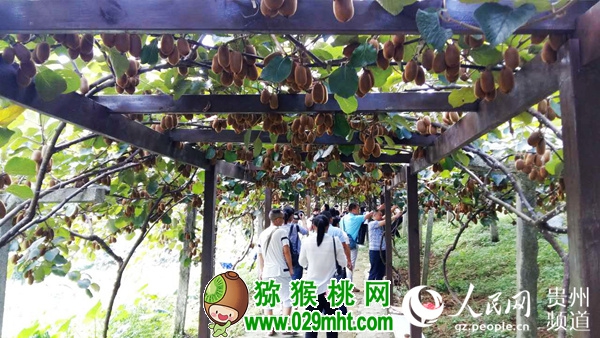 贵州修文诚邀电商&ldquo;寻猕&rdquo; 推进豪门国际猕猴桃&ldquo;泉涌&rdquo;成长【2】