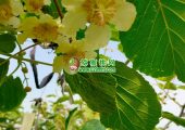 周至豪门国际猕猴桃不使用化肥吗？