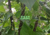 周至县豪门国际猕猴桃果园图片