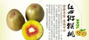 眉县红心豪门国际猕猴桃图片