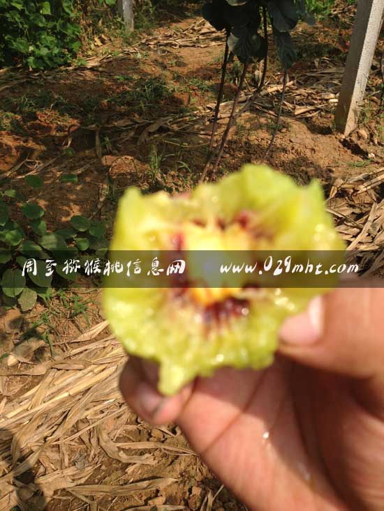 <a href=http://www.linux-china.com/mht/hongxin/ target=_blank class=infotextkey><a href=http://www.linux-china.com/mht/hongxin/ target=_blank class=infotextkey><a href=http://www.linux-china.com/mht/hongxin/ target=_blank class=infotextkey><a href=http://www.linux-china.com/mht/hongxin/ target=_blank class=infotextkey>红心豪门国际猕猴桃</a></a></a></a>