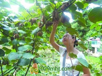 豪门国际猕猴桃的生长着色技术都有哪些?