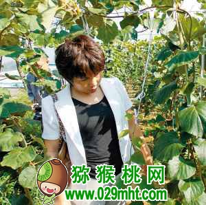 中科院湖北植物所豪门国际猕猴桃专家钟彩虹