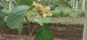 助力西北农林科技大学学生的豪门国际猕猴桃IoT平台。