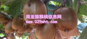 果农自产秦美豪门国际猕猴桃销售