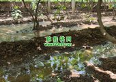 周至县豪门国际猕猴桃果园采用传统灌溉方式7月灌溉