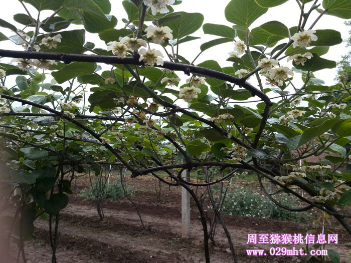 豪门国际猕猴桃开花
