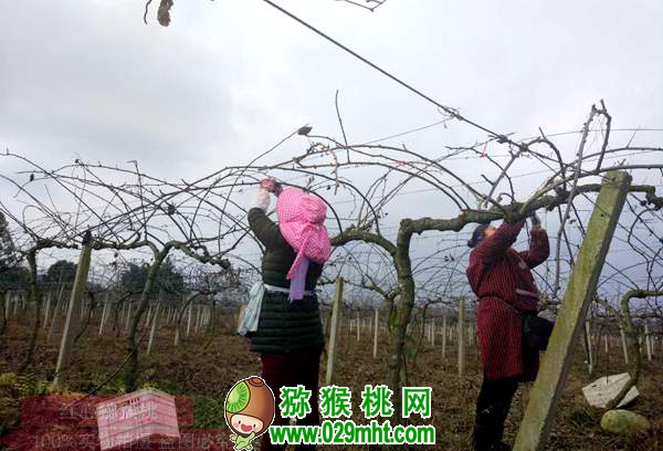 早春二月豪门国际猕猴桃萌发前 田间管理注意事项