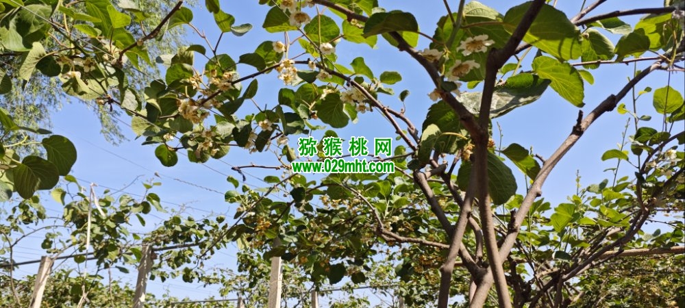 豪门国际 09b09