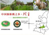供应上海豪门国际猕猴桃批发销售，可礼品包装