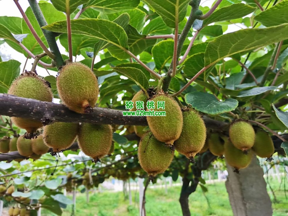 豪门国际 9e7d0