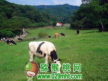 台湾飞牛牧场