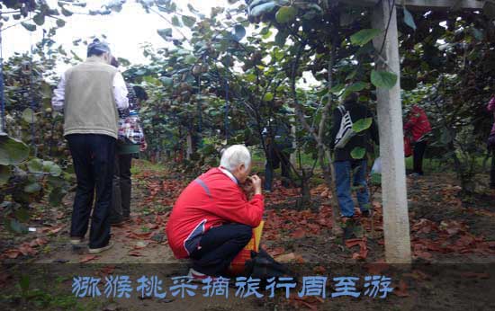 豪门国际 84df2