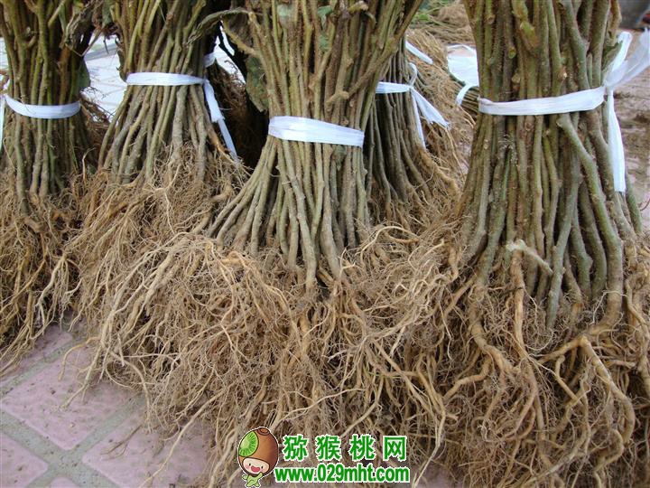 豪门国际 d01e9