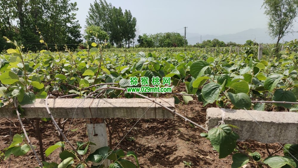豪门国际 c6152