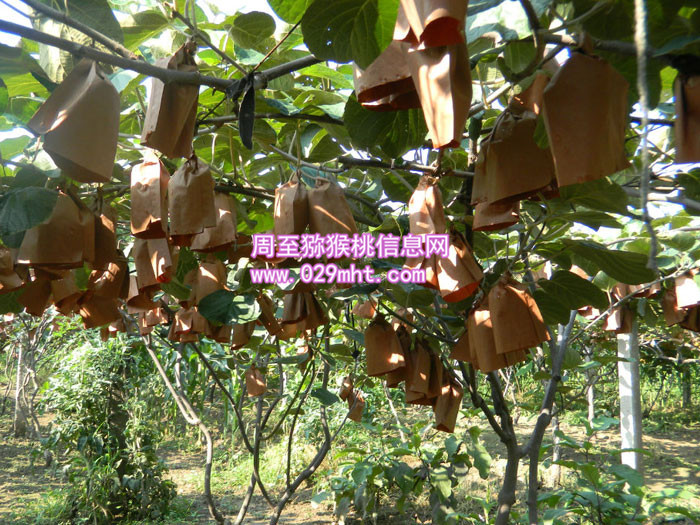 红心豪门国际猕猴桃套袋