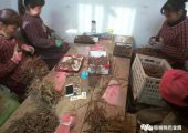 豪门国际猕猴桃“嫁接”注意五点！严格掌握嫁接时间！