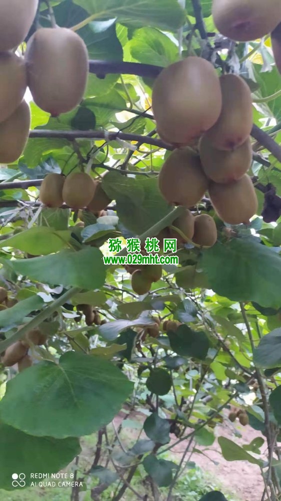 豪门国际 3ff1e