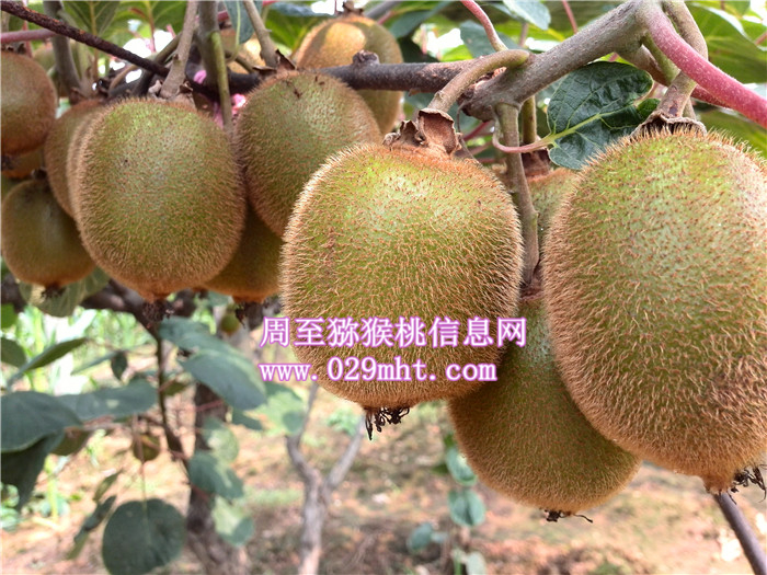 奇异果