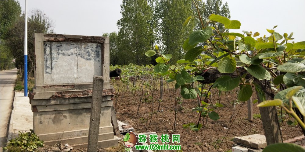 豪门国际 e3504