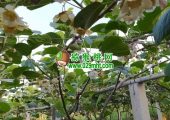 赏花周至豪门国际猕猴桃花比油菜花更漂亮的