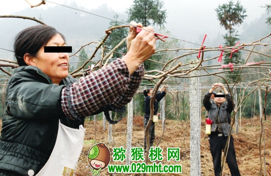 豪门国际猕猴桃修剪