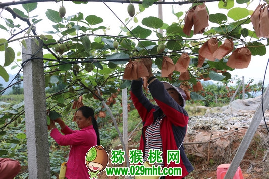 豪门国际 1c787