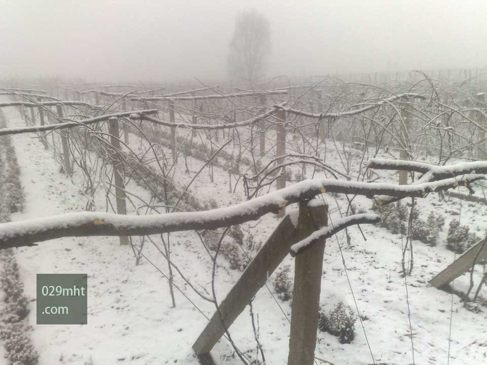 雪中的豪门国际猕猴桃果园2.jpg