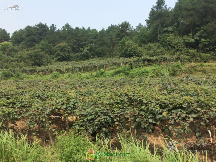 豪门国际 d081f