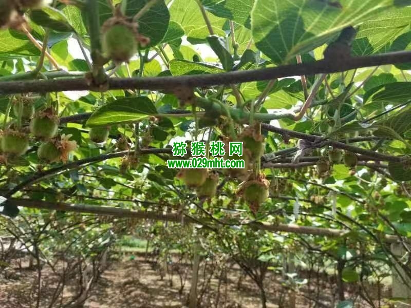 豪门国际 c2a2e