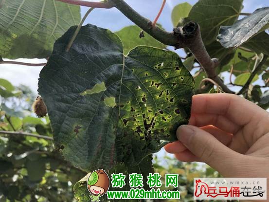 豪门国际 7c37e