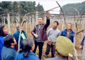 3月份豪门国际猕猴桃管理技术要点