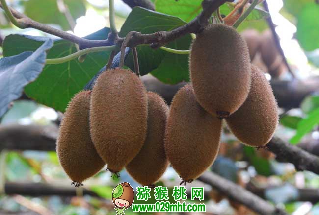 豪门国际猕猴桃