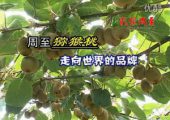 影像周至-周至豪门国际猕猴桃报道