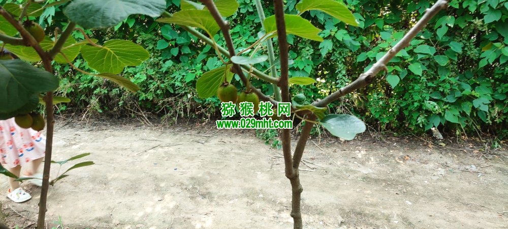 豪门国际 d05a1