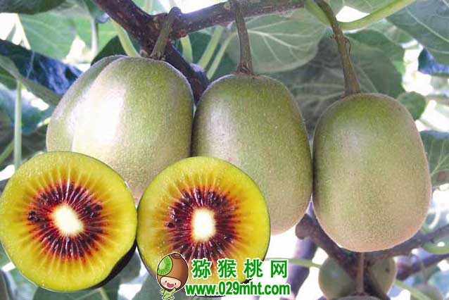豪门国际猕猴桃种植