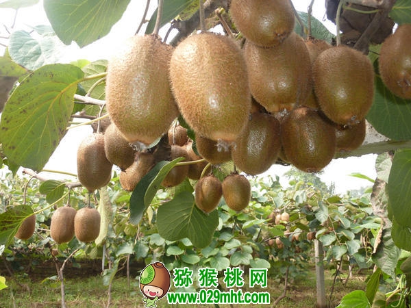 豪门国际官方网站图片
