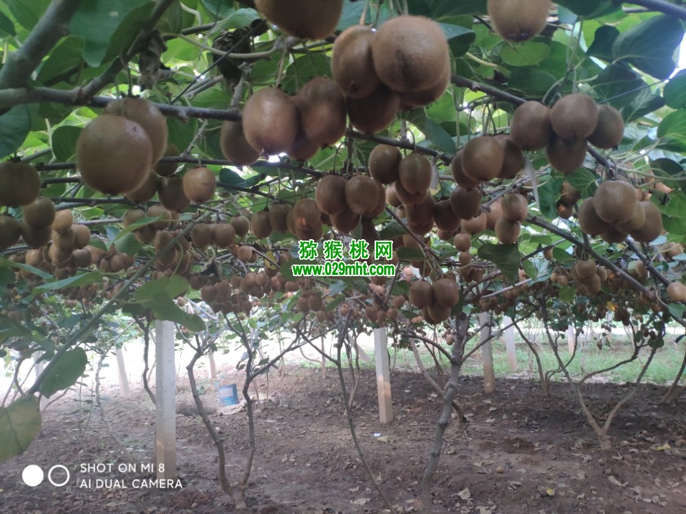 豪门国际 a4cf6