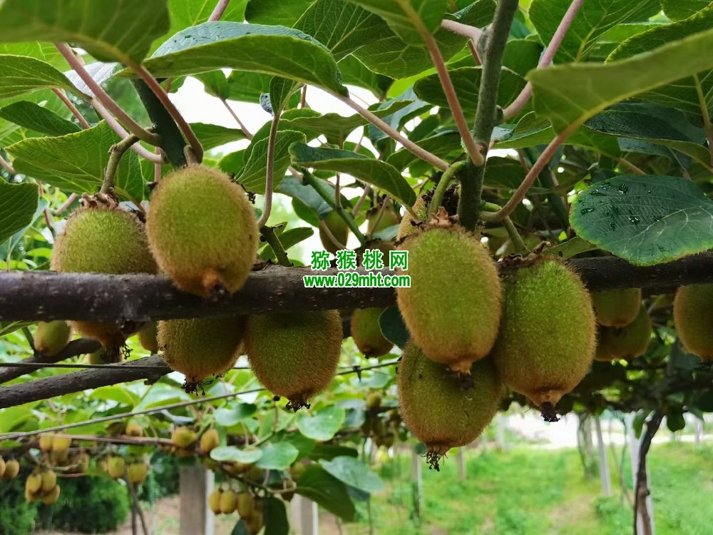 豪门国际 44e55