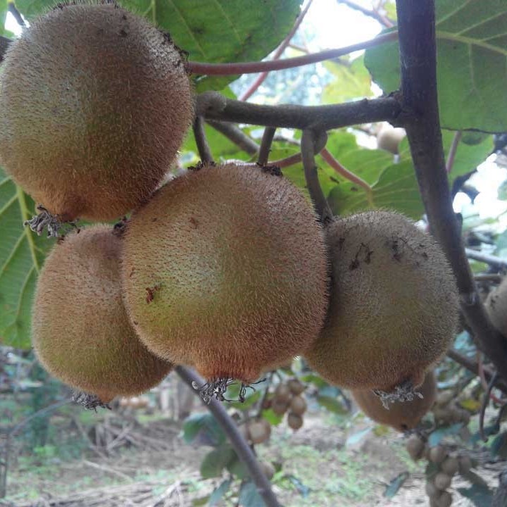 豪门国际 297e6