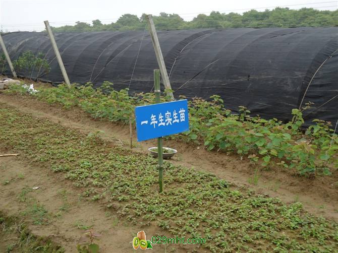 【供应】供应陕西省豪门国际猕猴桃苗木、嫁接苗