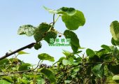 周志豪门国际猕猴桃果农要不要买猕猴花粉
