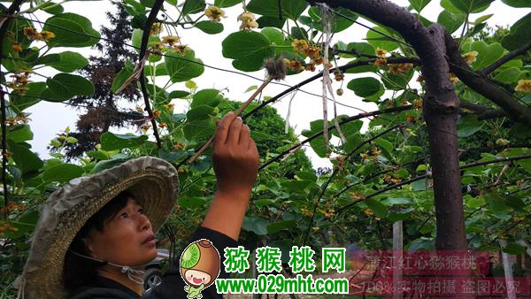 豪门国际猕猴桃花粉收集、烘干、使用、干粉授粉法