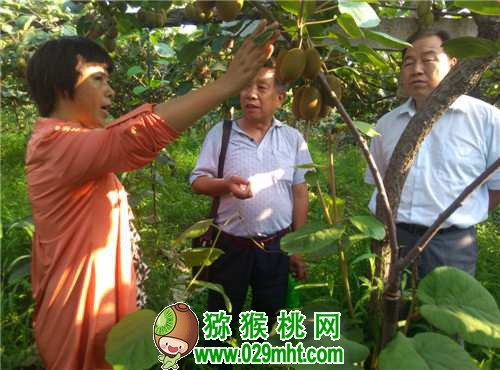 中科院湖北植物所豪门国际猕猴桃专家钟彩虹
