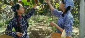中国杨凌豪门国际猕猴桃丰收节